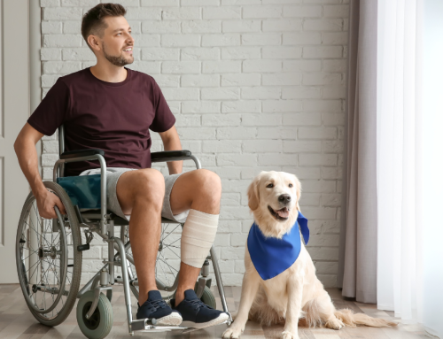 Assistance Animals that the  NDIS Actually Supports